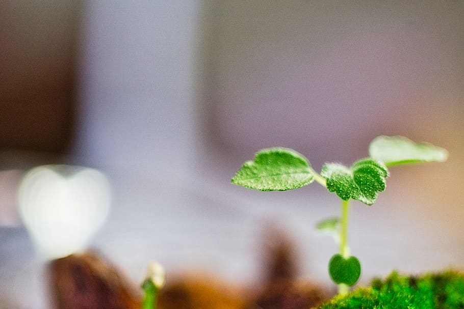 growing, green, plants, growth, close-up, freshness, plant part HD wallpaper