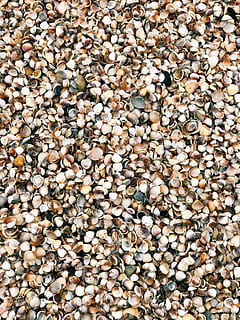 assorted shells, rug, iran, caspian sea, mazandaran province HD wallpaper