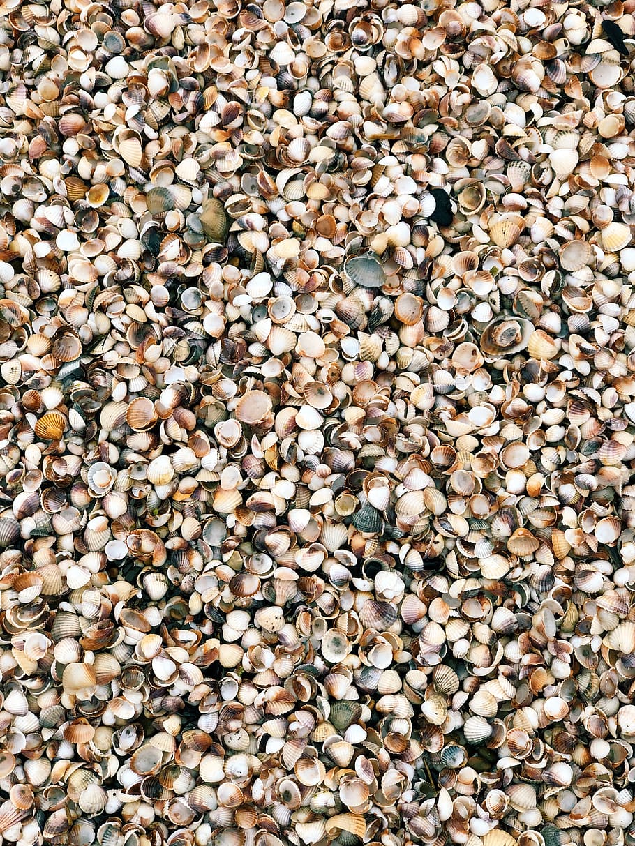 assorted shells, rug, iran, caspian sea, mazandaran province