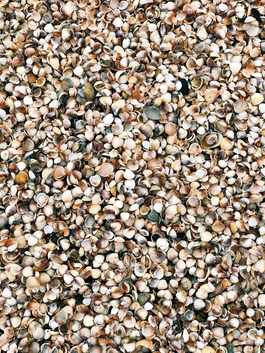 assorted shells, rug, iran, caspian sea, mazandaran province HD wallpaper