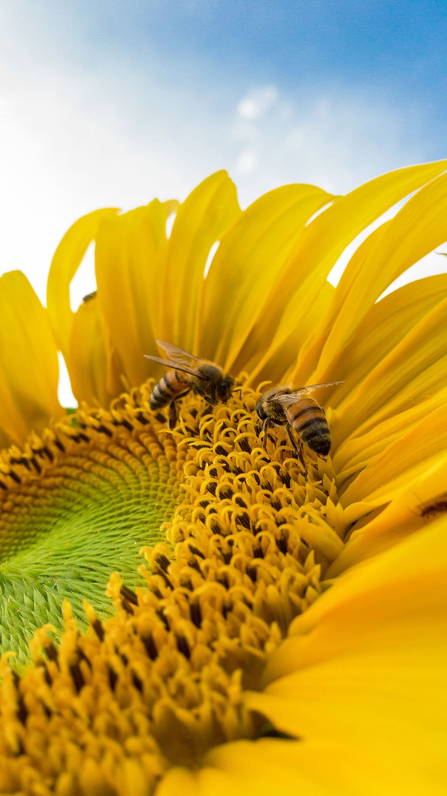 Macro Photo of Bumblebees on Yellow Sunflower, beautiful, bloom HD wallpaper
