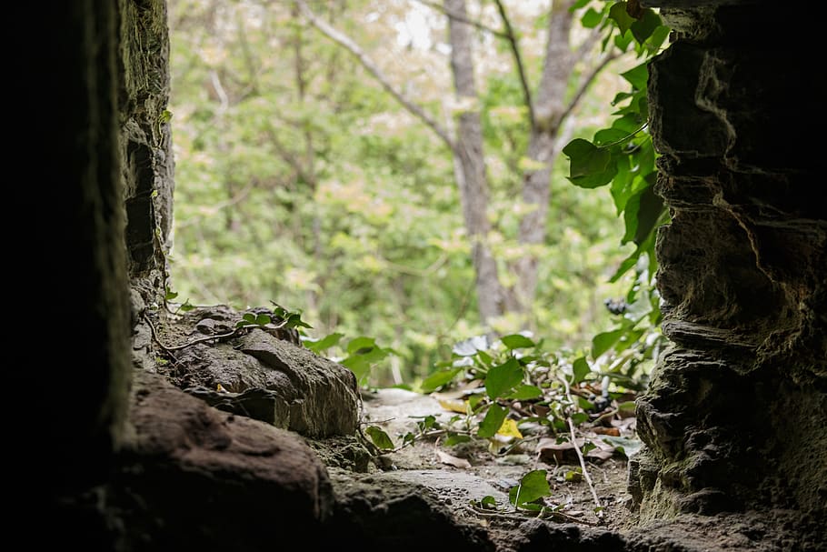 moss, stone, ruin, castle, tree, plant, forest, nature, tree trunk HD wallpaper