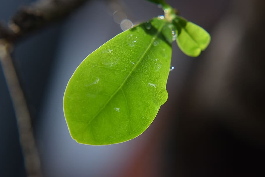 leaf, rain drops, nature, water, leaves, green, wet, plant HD wallpaper
