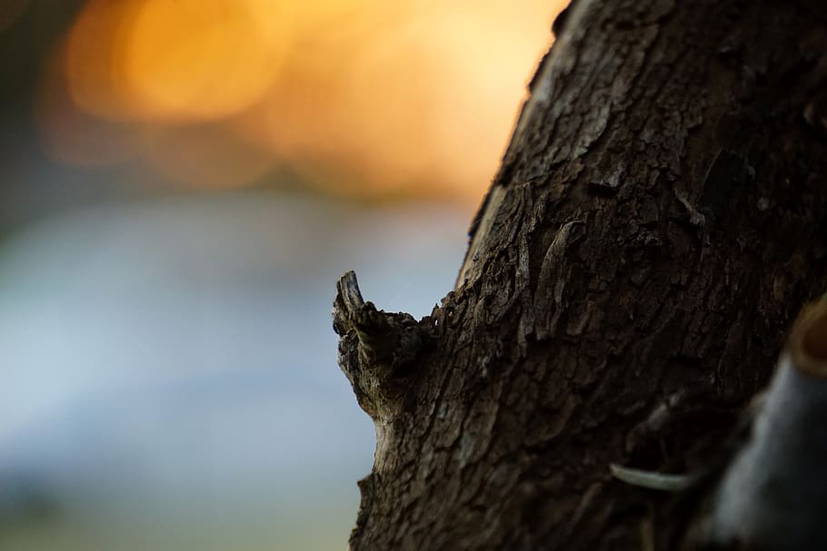 tree, sunset, sunrise, close up, bark, tree trunk, close-up HD wallpaper