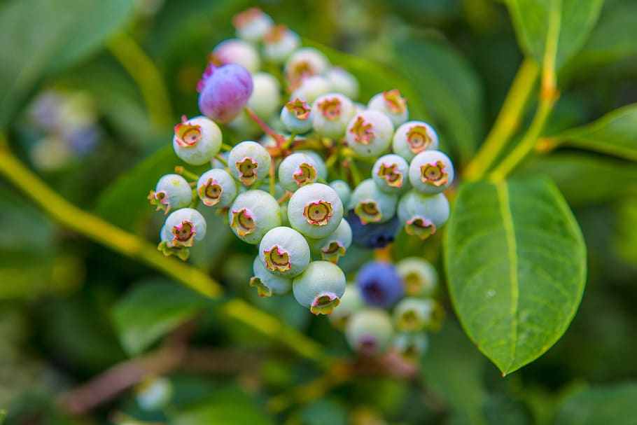 blueberries, vine, ripe, fresh, healthy, nature, unripe, delicious HD wallpaper
