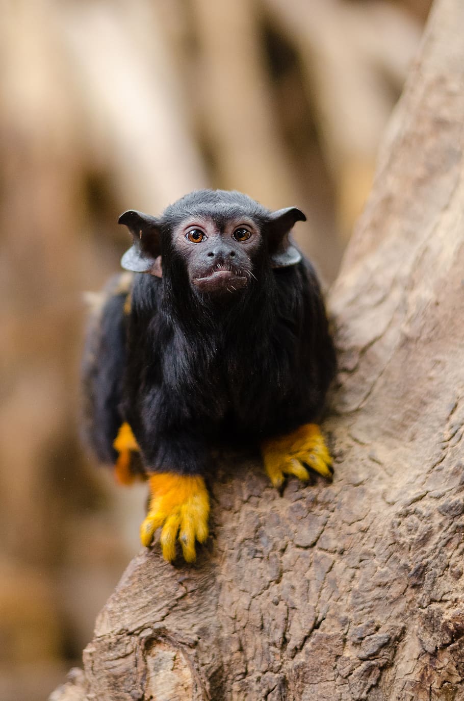 Red-handed tamarin on Brown Tree on Close Up Photography, animal, HD wallpaper