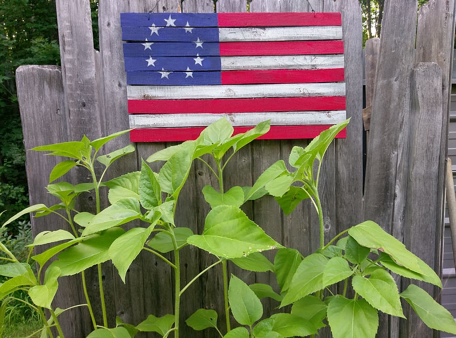 united states, wood - material, leaf, plant, plant part, growth HD wallpaper