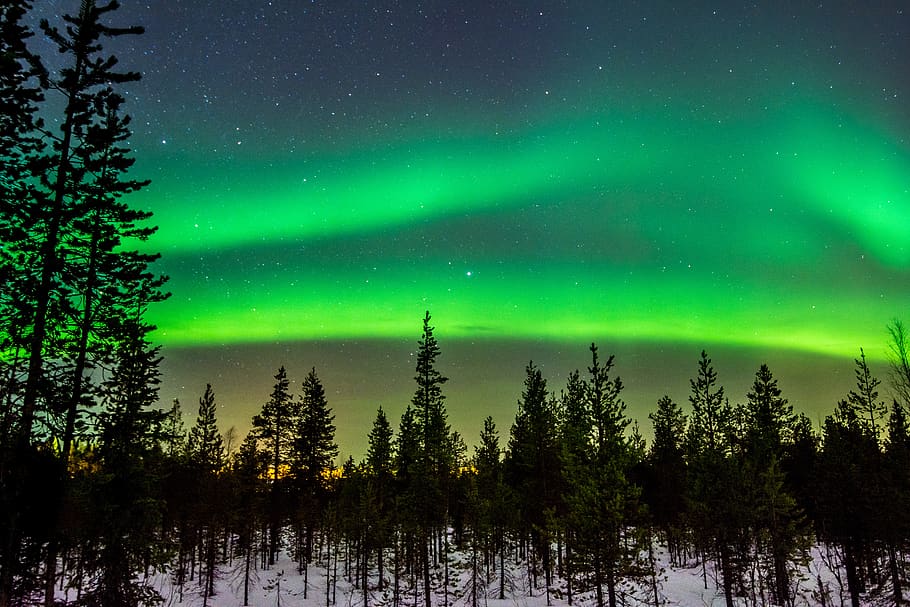 Green Aurora Phenomenon, aurora borealis, forest, nature, northern lights HD wallpaper