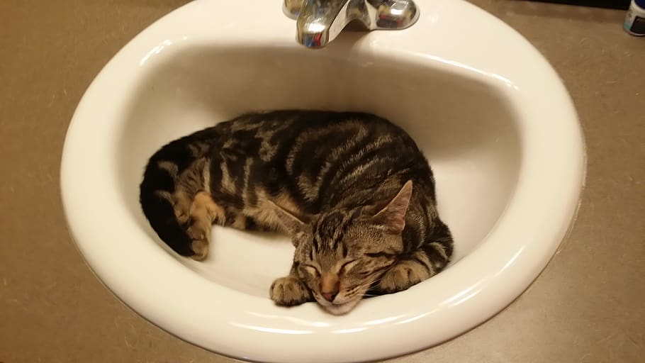 cat, pet, animal, mammal, sink, indoors, sink faucet, tap, manx