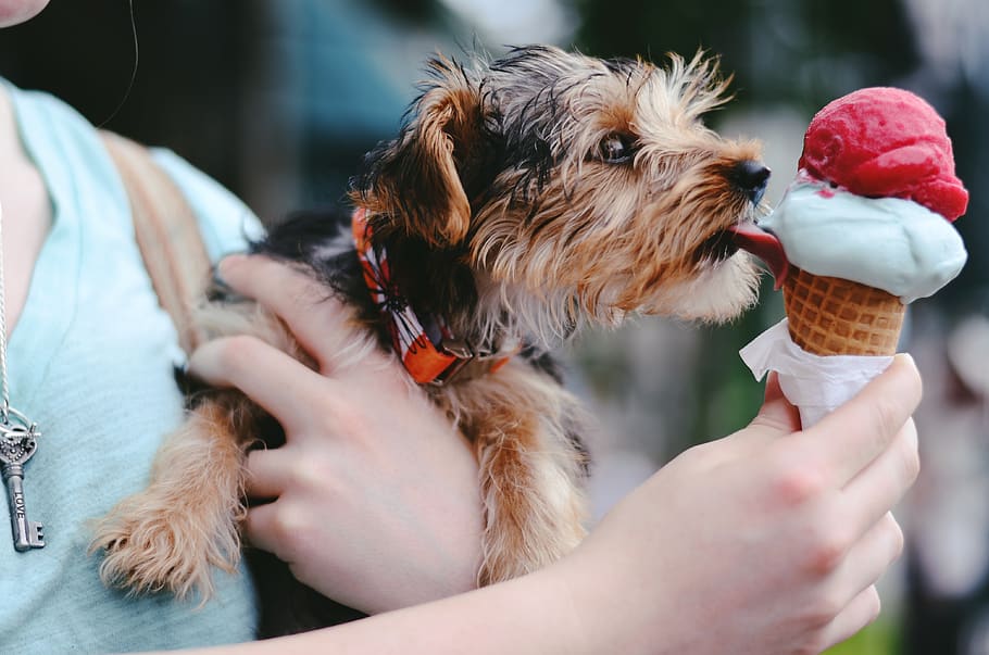 person holding brown and black airedale terrier puppy licking ice cream on cone, HD wallpaper
