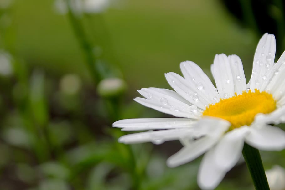 georgia, batumi, flower, flowering plant, beauty in nature HD wallpaper