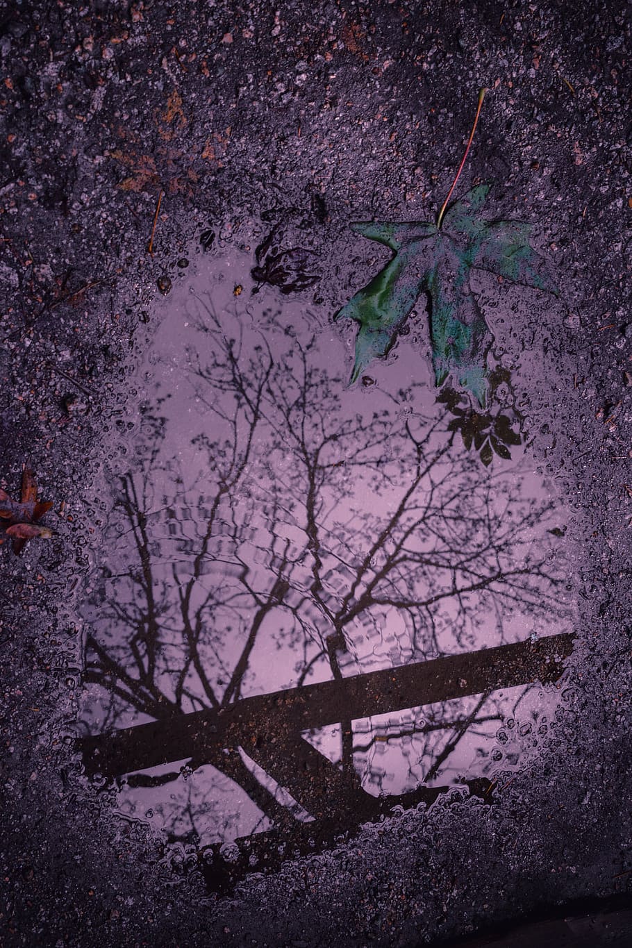 tree and bench painting, plant, nature, no people, leaf, plant part HD wallpaper
