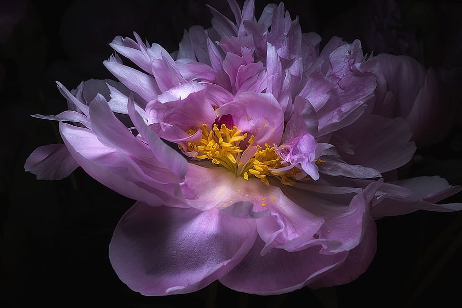 peony, flower, macro, closeup, pink, yellow, purple, beautiful HD wallpaper
