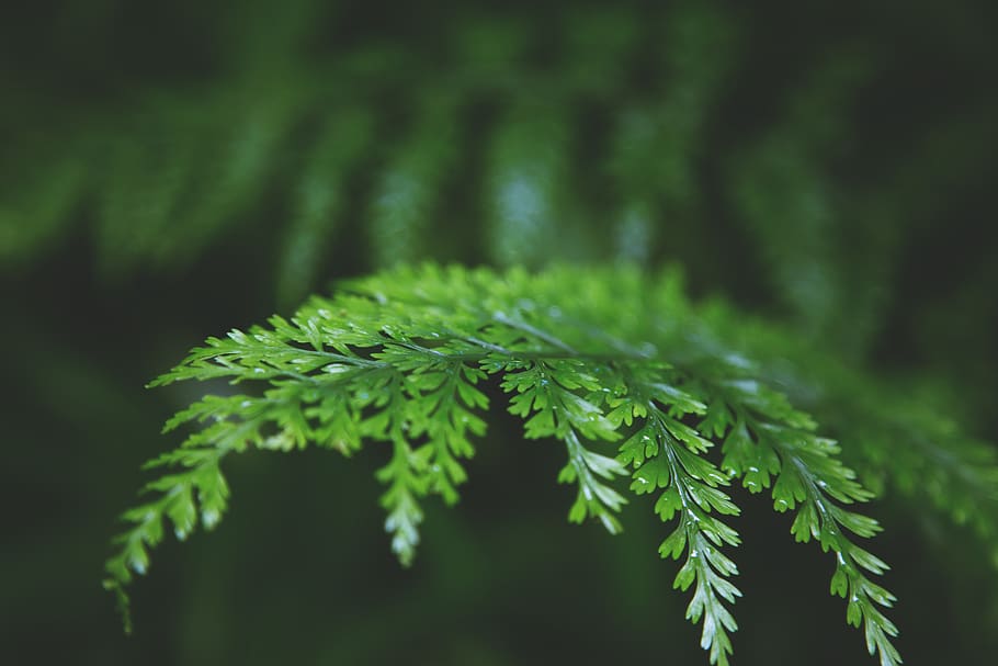 forest, plant, green, leaf, fern, nature, earth, shallow, depth HD wallpaper