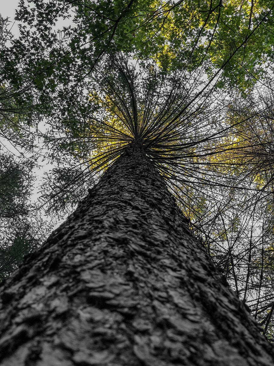 switzerland, tree, plant, nature, no people, growth, trunk HD wallpaper