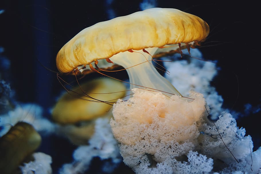 yellow jellyfish in close-up photography, animal, sea life, invertebrate, HD wallpaper