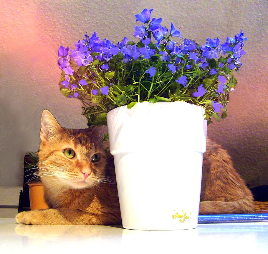 cat, animal, pot, pose, flower, fresh, loyal, domestic, domestic animals HD wallpaper