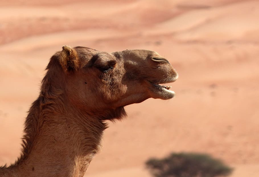 camel, desert, oman, sand, dromedary, animal, mammal, animal themes HD wallpaper