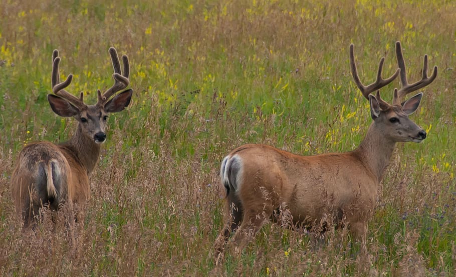 Online crop | HD wallpaper: deer, alberta, animal themes, animal ...