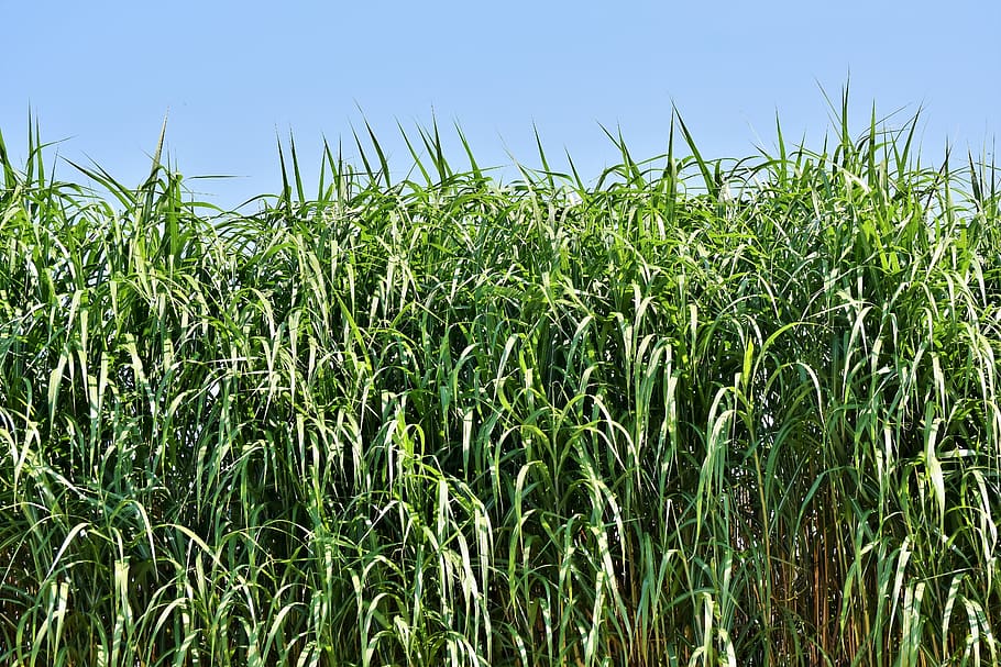 reed, grass, landscape, green, bank, grasses, plant, nature reserve HD wallpaper