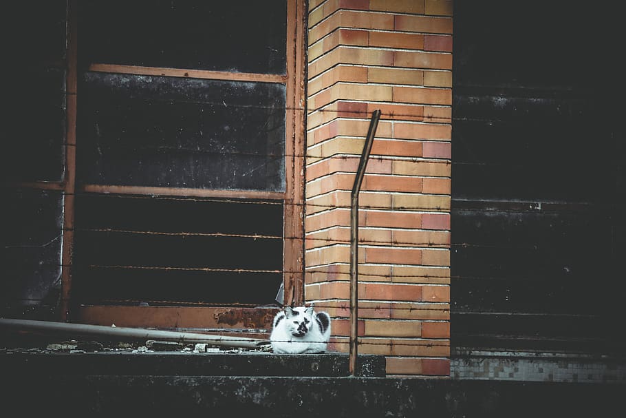white and black cat, built structure, no people, architecture HD wallpaper