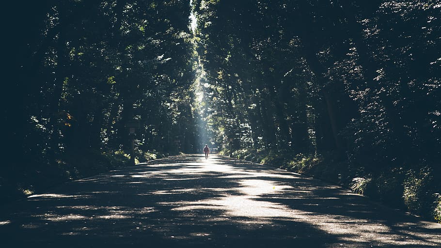 person standing between inline trees, direction, the way forward HD wallpaper