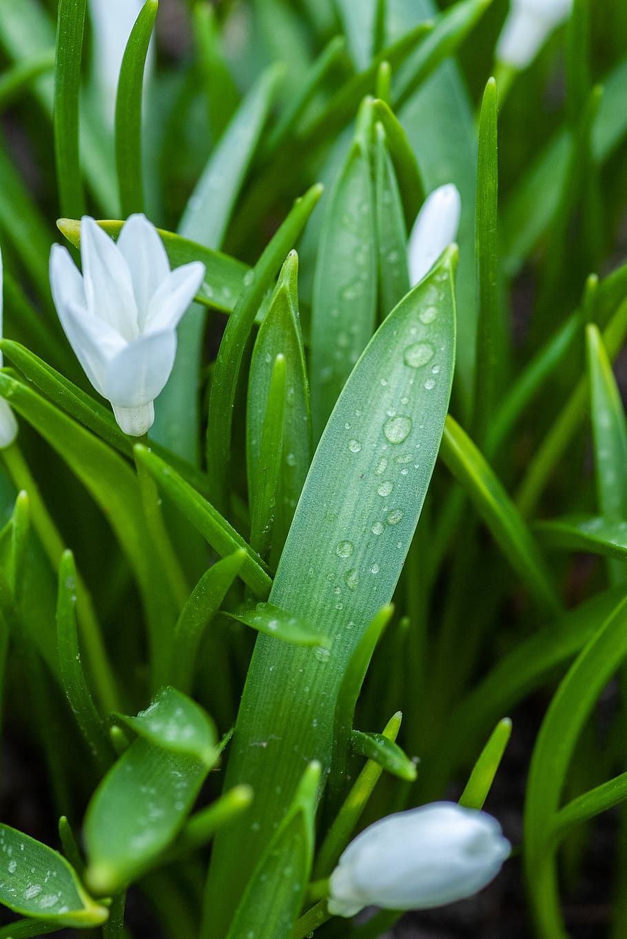 growth, plant, green color, beauty in nature, drop, freshness HD wallpaper