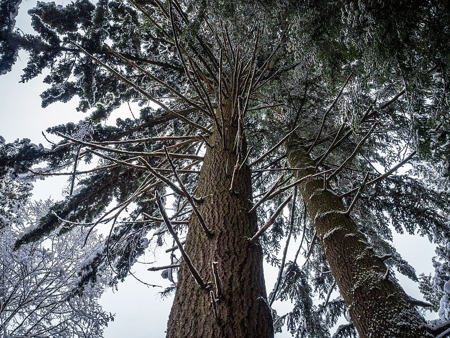 Green Pine Tree Under White Sky, branches, low angle shot, nature HD wallpaper