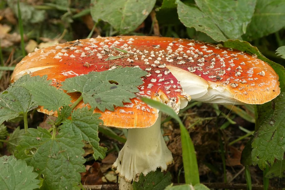 mushroom, fly agaric, autumn, forest, nature, gif, red, toxic, HD wallpaper