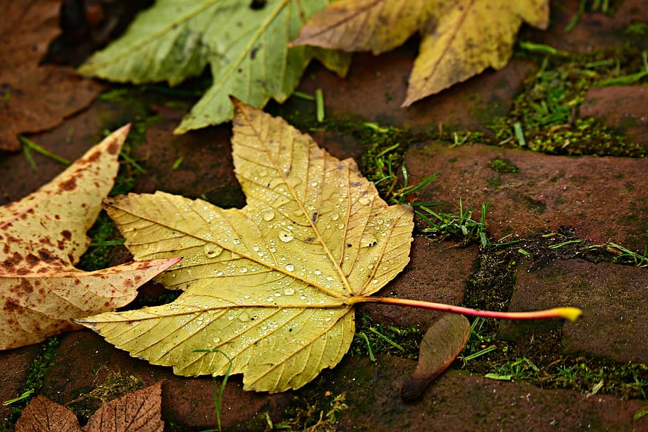 autumn leaf, fallen, vein, pattern, stem, droplets, street HD wallpaper