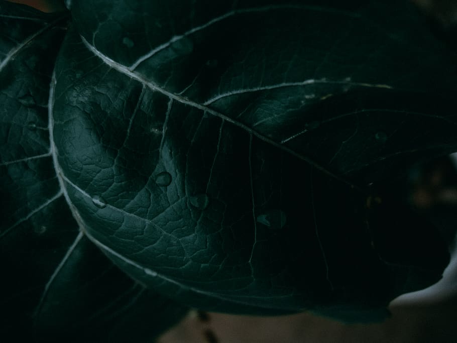 veins, plant, leaf, crystal, water, aquatic, fern, tobacco HD wallpaper