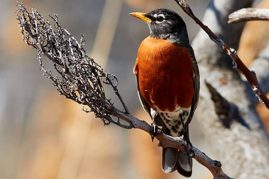 robin, bird, tree, sit, nature, eye, animal themes, animals in the wild HD wallpaper