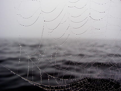 spider web, wather, drop, wet, water, fragility, close-up, vulnerability HD wallpaper