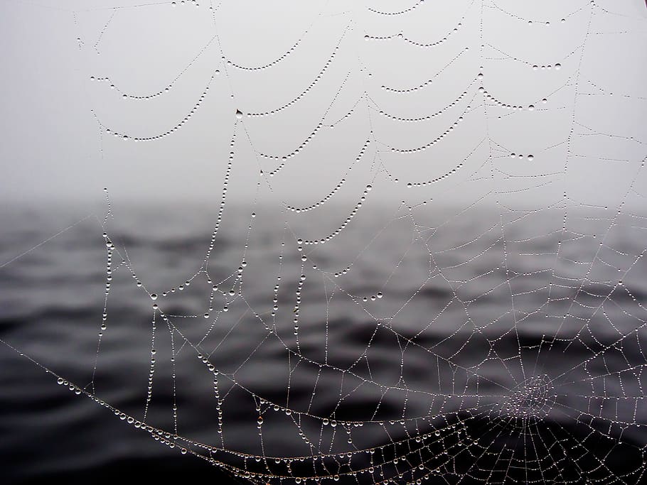 spider web, wather, drop, wet, water, fragility, close-up, vulnerability HD wallpaper