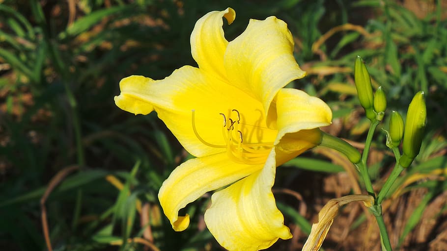 flowering plant, yellow, vulnerability, petal, fragility, flower head HD wallpaper