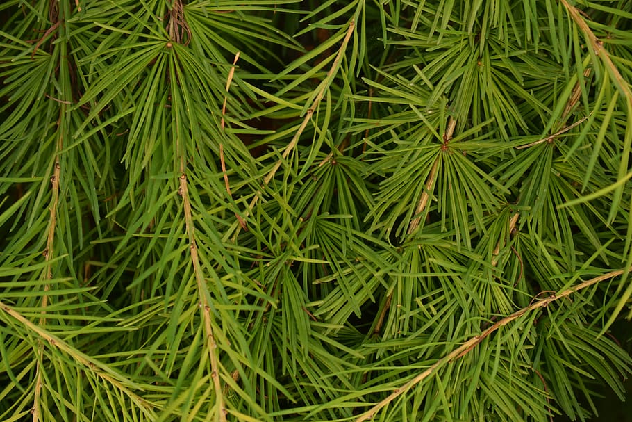 background, texture, larch, needles, leaves, green, nature HD wallpaper
