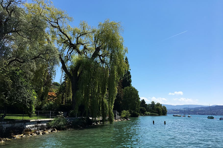 lake zurich, bank, tree, summer, swim, landscape, switzerland, HD wallpaper