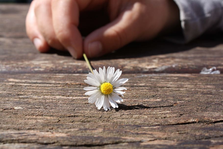 Dandelion Flower on Brown Wooden Table, bloom, blossom, daisy HD wallpaper