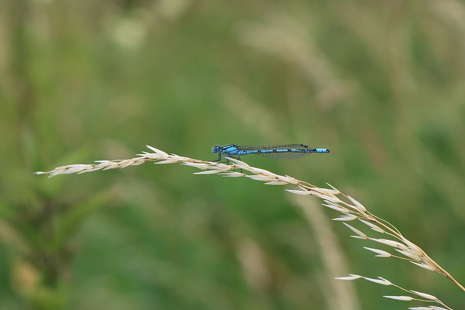 dragonfly, blue, nature, plant, animals in the wild, invertebrate HD wallpaper