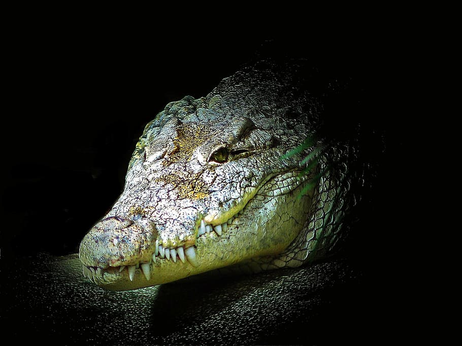 crocodile, animal, wild, dangerous, green, alligator, one animal HD wallpaper