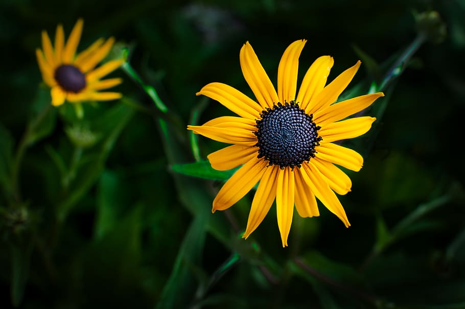yellow, coneflower, flowering plant, freshness, beauty in nature HD wallpaper