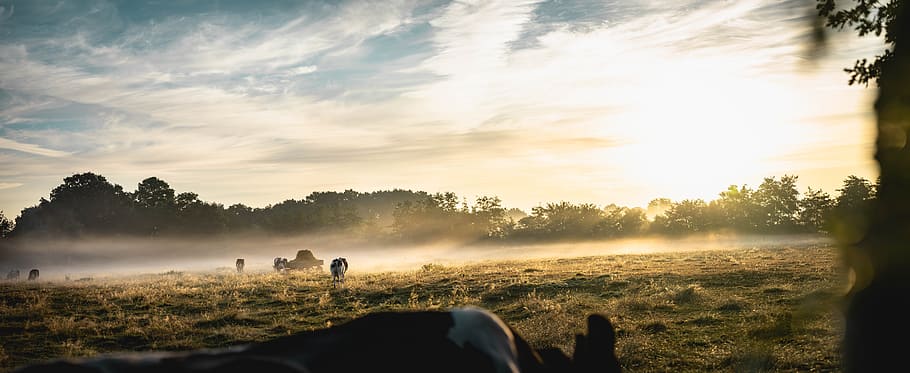 Animals Walking on Grass Field, clouds, cloudy, cows, dawn, daylight HD wallpaper