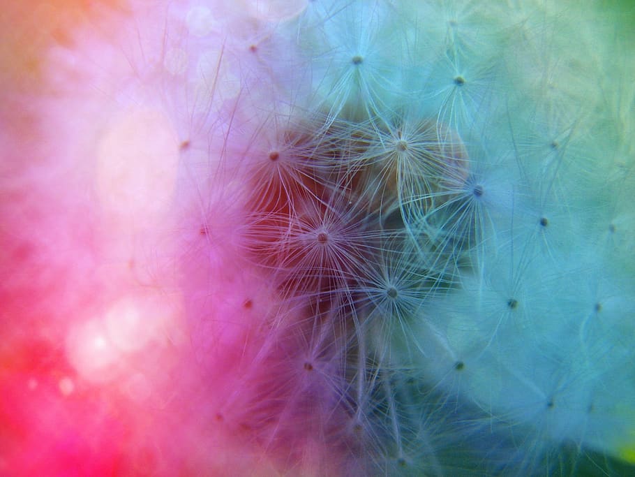 White Dandelion, art, bloom, blooming, blossom, bright, close-up HD wallpaper