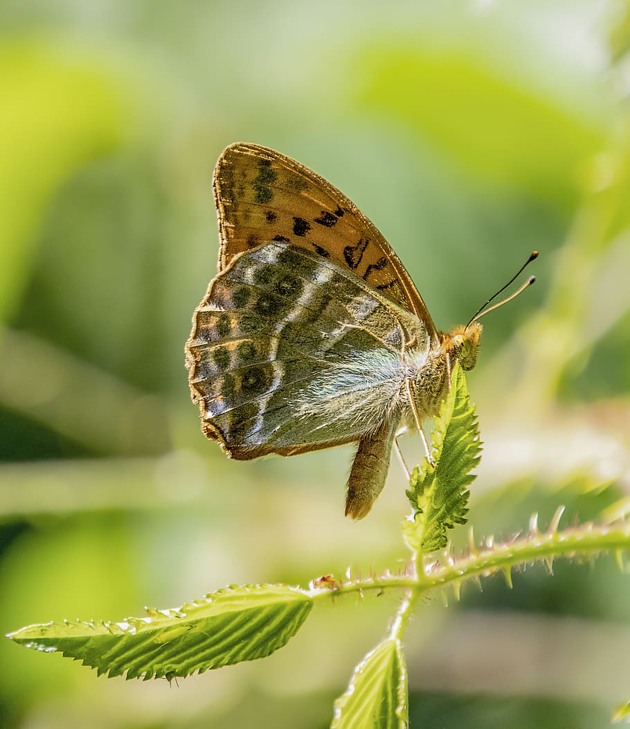 butterfly, silver-washed-fritillary, wings, pattern, antenna HD wallpaper