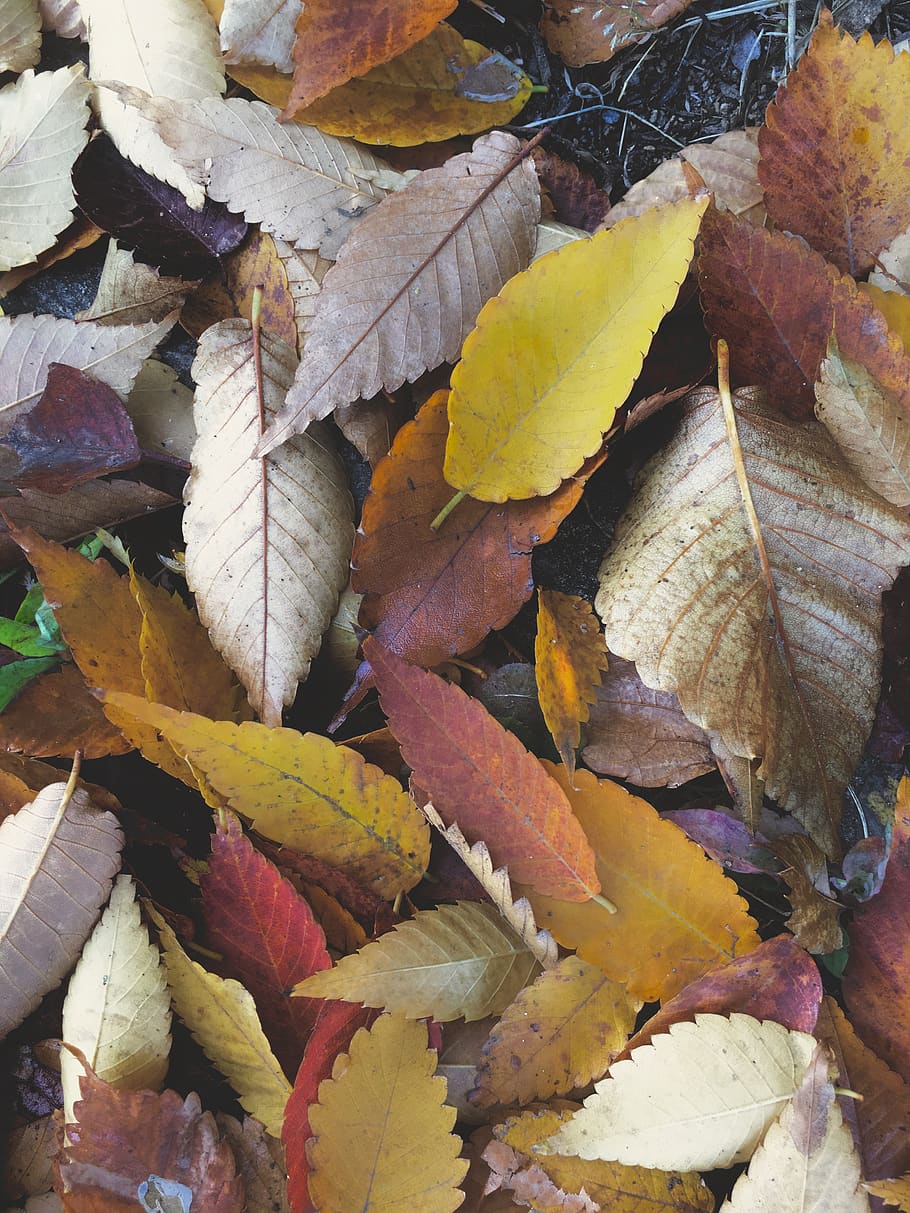 leafs, foliage, autumn, fall, 가을, 낙엽, nature, plant part HD wallpaper