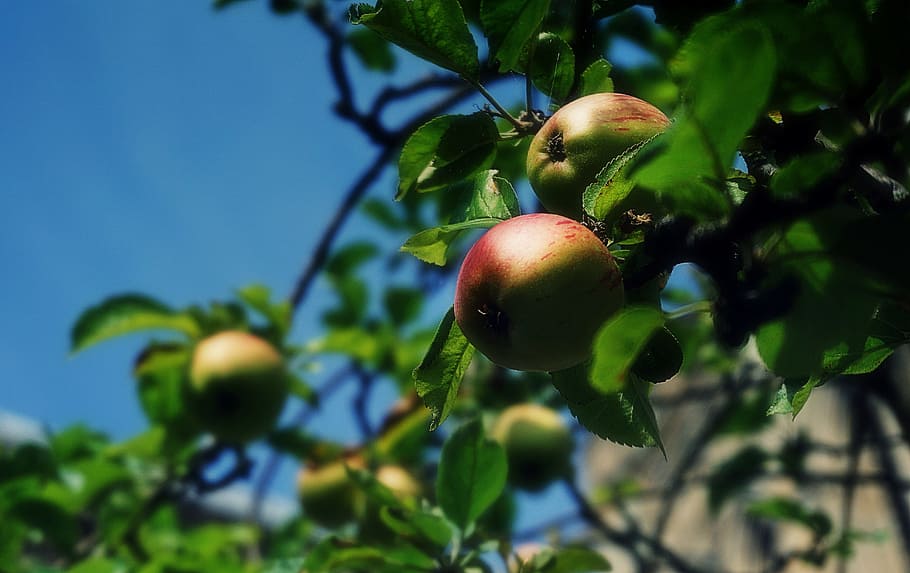 apples, fruit, trees, fruit tree, apple tree, garden, nature