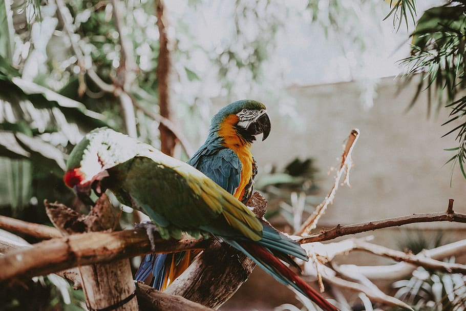 Blue Macaw near green and blue bird, animal, parrot, parakeet, HD wallpaper