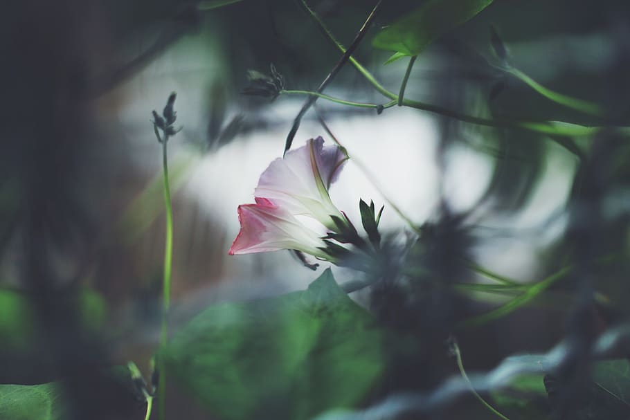germany, stuttgart, flower, plant, flowering plant, beauty in nature HD wallpaper