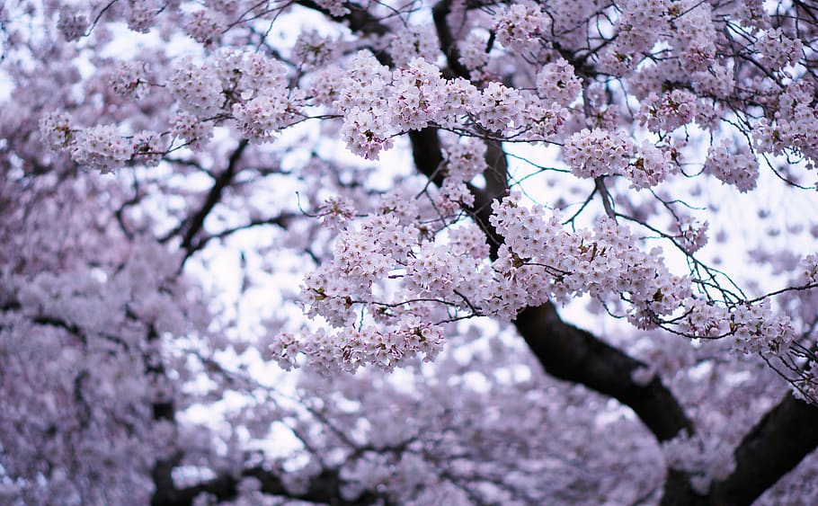 pink flowers, plant, blossom, cherry blossom, tree, spring, blooming HD wallpaper