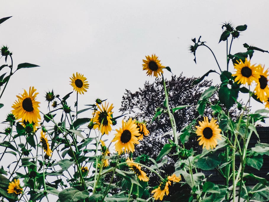 sun flower field during daytime, flowering plant, fragility, vulnerability HD wallpaper